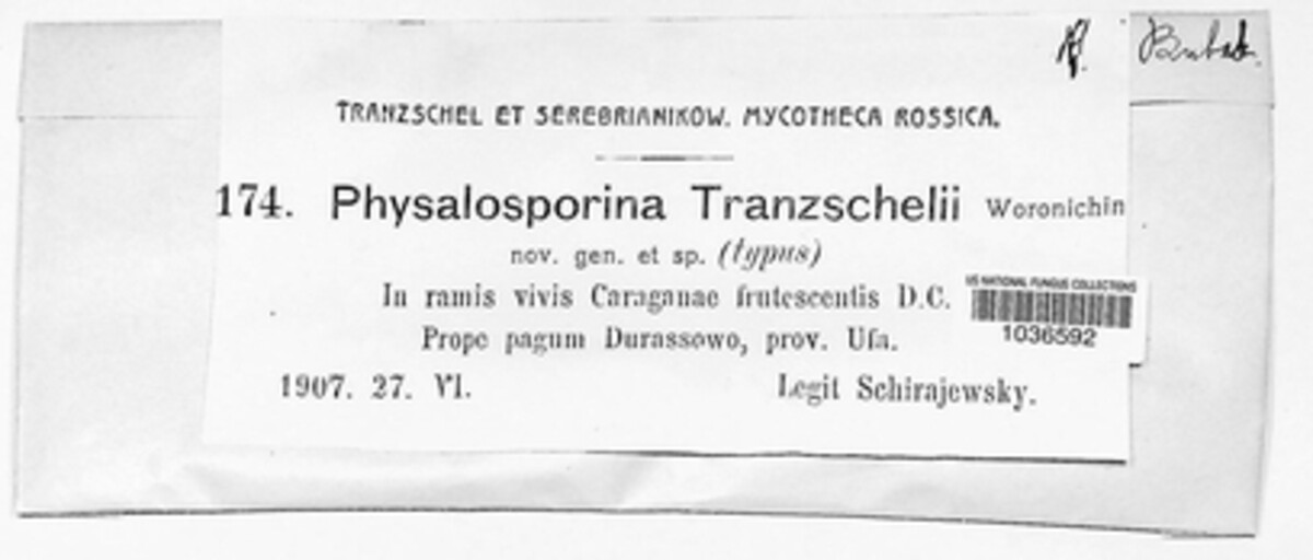 Woronichina tranzschelii image
